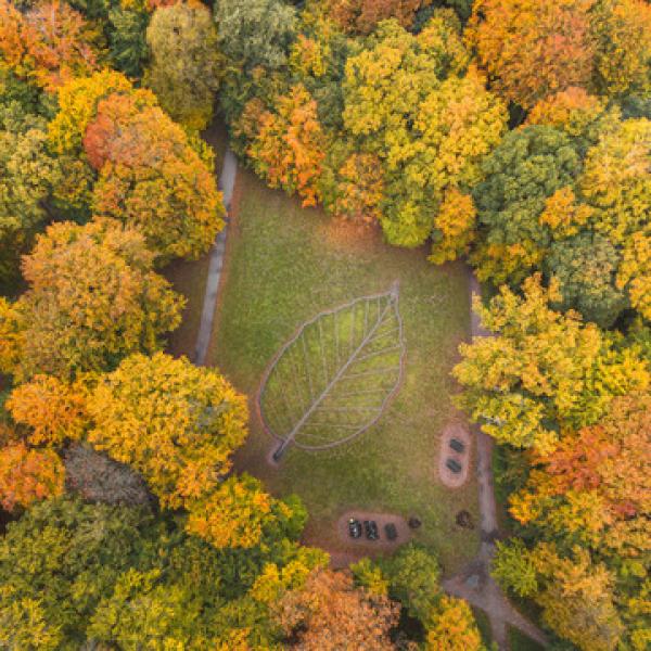 Et luftfoto af en skov om efteråret med gyldne farver og en række planter formet som et blad