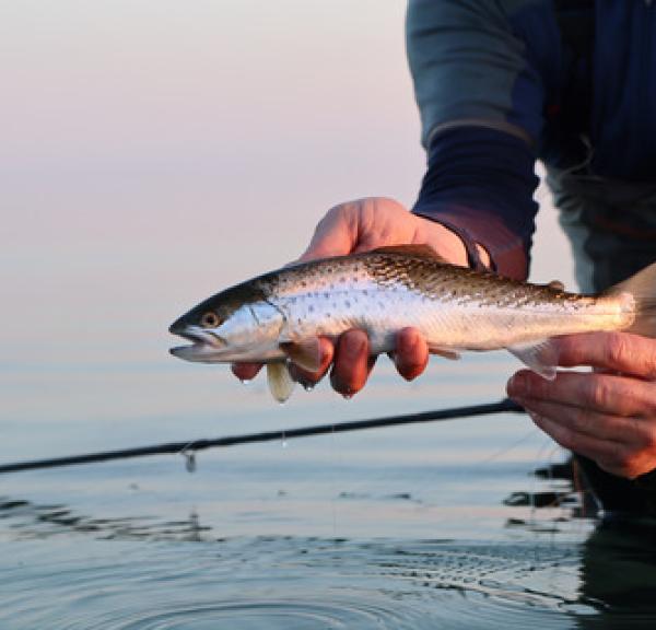 En friskfanget havørred bliver holdt af en fisker i havet