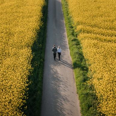 En smal vej gennemskærer en gul, solbeskinnet raspmark. Billedet er taget oppefra, så vejen skærer billedet over i to. Der går to mennesker på vejen.