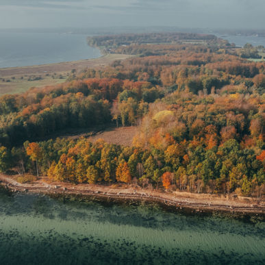 Dronefoto af Thurø Rev - falmede træer, strand og rev